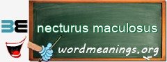 WordMeaning blackboard for necturus maculosus